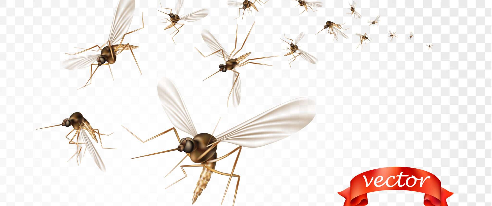 中国の透明な背景を飛ぶ蚊の群れ。