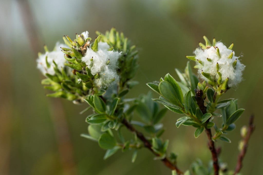 中国の植物の白い花の接写。