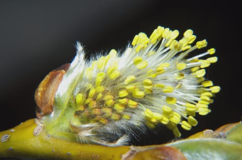 中国の小枝に咲いている花の接写。 中国の小枝に咲いている花の接写。