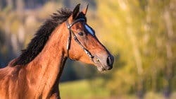 茶色の馬が野原を走っています。 茶色の馬が野原を走っています。