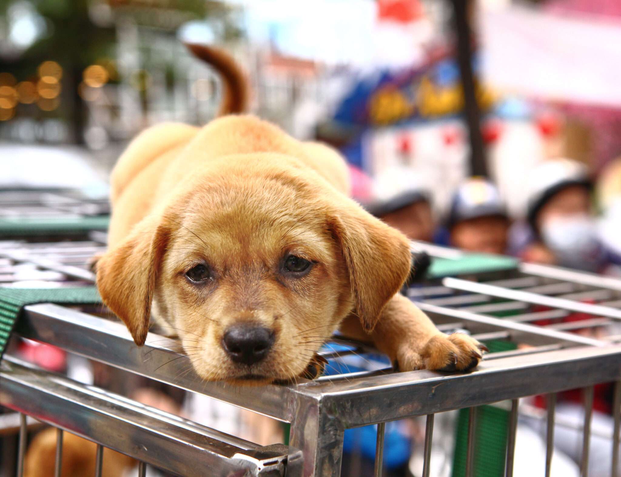 中国の金属ケージの上に横たわる小さな茶色の犬。