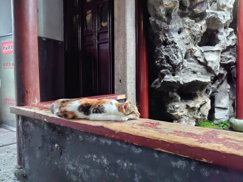 中国の建物の前の棚で休む猫。