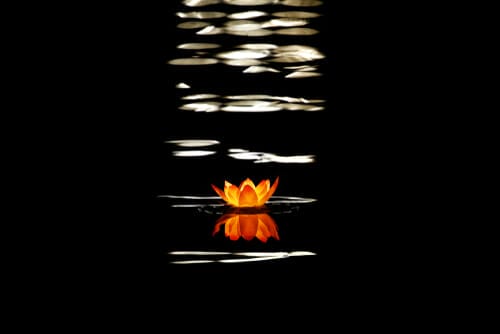 説明：中国のオレンジ色の花が暗い池の中に浮かんでいます。