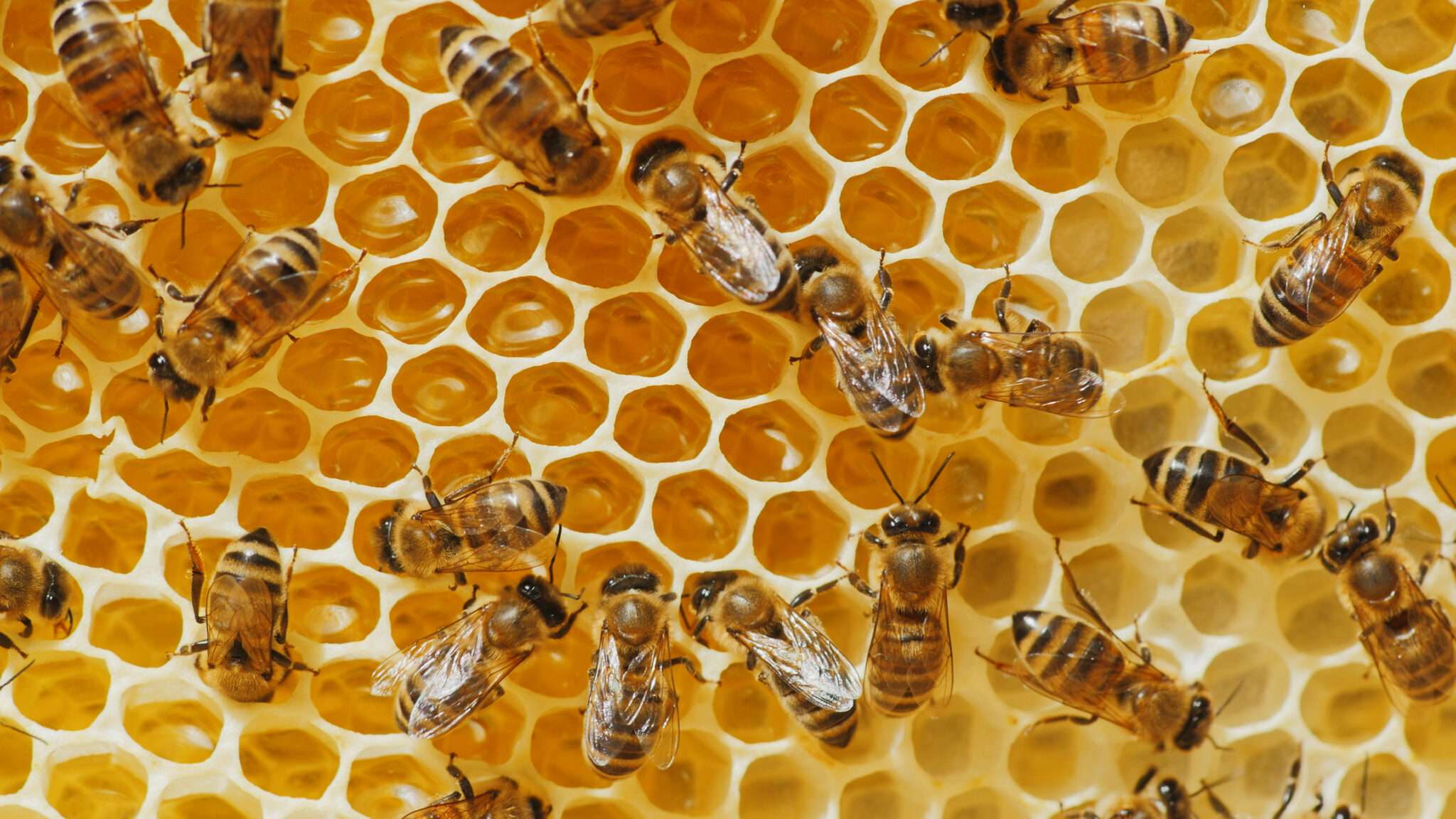 密集した蜜蜂が蜂房にいます。