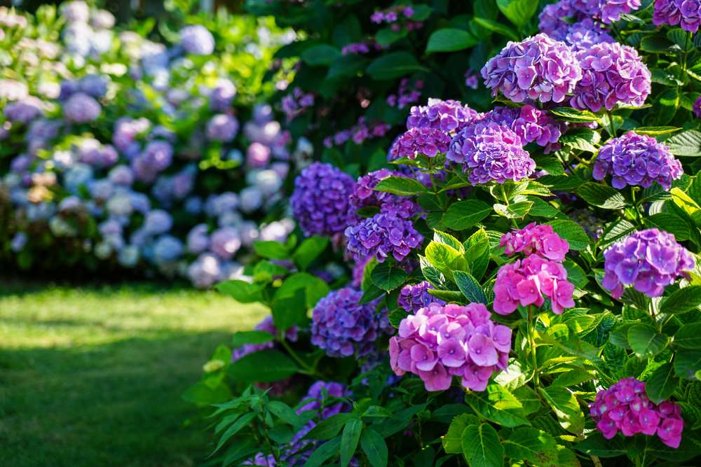 庭の紫と青の花。