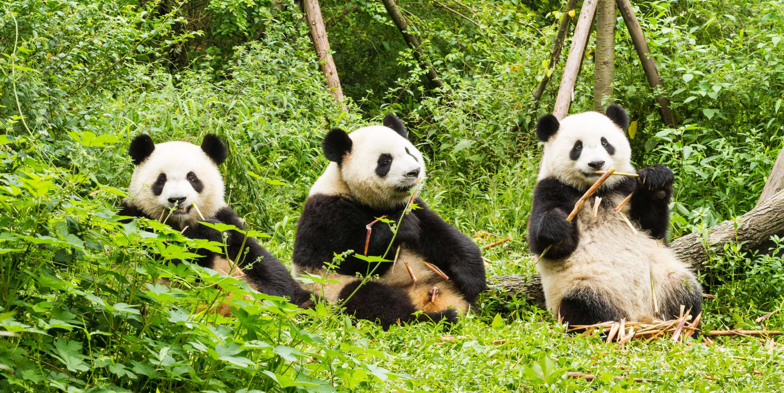 中国のパンダ 中国のパンダ