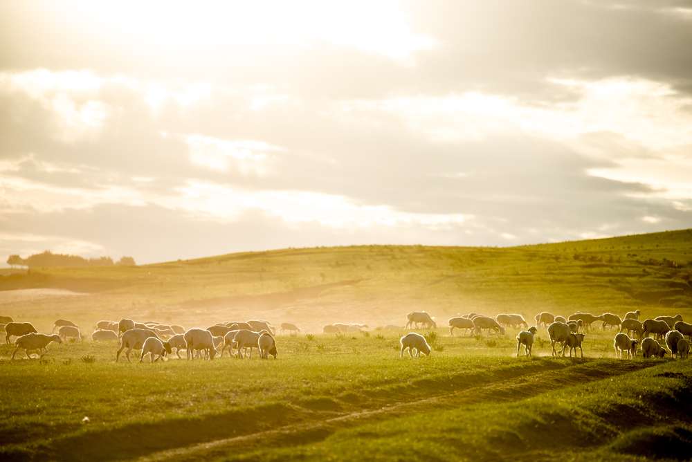 中国の羊 中国の羊